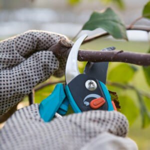 Budama Yapılması (0-3MT)