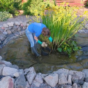 Süs Havuzu Bakım Himzeti